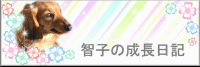 �q�q�̐������L